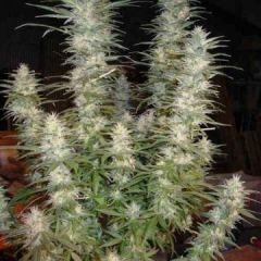 Phoenix Cannabis Seeds - White Widow (Fem)