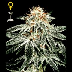 Green House - White Widow feminized cannabis seeds - indica/sativa hybrid marijuana strain with THC levels at 18.76% and CBD at 0.10%, flowering time around 8 weeks 