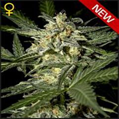 Green House - White Widow Automatic feminized cannabis seeds - autoflowering marijuana strain with a flowering time around 7 weeks