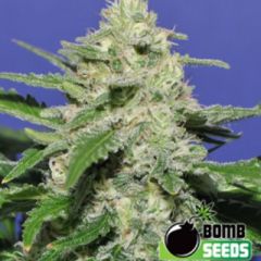 Bomb Seeds - Widow Bomb regular cannabis seeds - indica/sativa hybrid marijuana strain with a flowering time around 8-10 weeks and THC levels at 20-25%