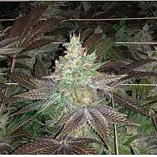 Weed World - Purple City Genetics - Z3 x Watermelon Zkittlez (Fem)