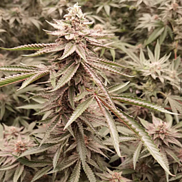 cali.weed
