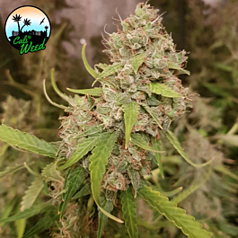 buy weed online and get it delivered