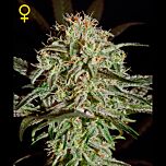 Green House - A.M.S. feminized cannabis seeds - sativa dominant marijuana strain with a flowering time around 8-9 weeks and THC at 19.05% and CBD at 0.17%