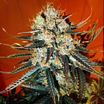 Kush Cannabis Seeds - Auto feminized cannabis seeds