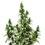 Dutch Passion - Auto Blueberry Automatic feminized cannabis seeds - autoflowering indica dominant marijuana strain with a flowering time around 56-70 days