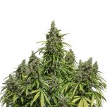 Dutch Passion - Auto Mazar Automatic feminized cannabis seeds - autoflowering marijuana strain with a flowering time around 56-70 days and THC levels between 7-14 %