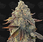 Terp Treez Co - Auto Bacio Gelati (Feminized)