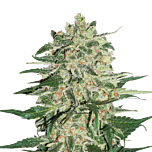 Seed Stockers - Big Bud (Fem)