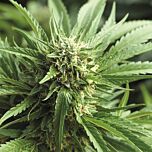 Kush Cannabis Seeds - Blueberry Kush feminized cannabis seeds