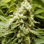 Advanced Seeds - Early Widow feminized cannabis seeds - indica dominant marijuana strain with a flowering time around 7-8 weeks and  THC levels around 16%