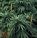 Emerald Triangle - Mastodon Kush feminized cannabis seeds - 90% indica dominant marijuana strain with a flowering time around 8-9 weesk