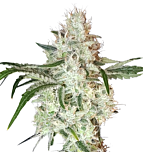 Super Sativa Seed Club - Lemon O.G. (Feminized) 