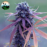 Cali Weed - Blue Dream Auto (Feminized) 