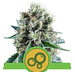 Royal Queen Seeds - Bubble Kush Auto (Feminized)