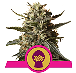 Royal Queen Seeds - Bubblegum XL (Feminized)
