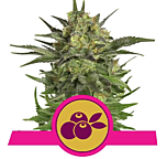 Royal Queen Seeds - Haze Berry (Feminized)