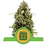 Royal Queen Seeds - Diesel Auto (Feminized)