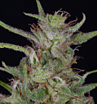 Big Head Seeds - Tangie (Fem)