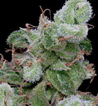 Big Head Seeds - Chemdawg #4 (Fem)