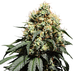 Super Sativa Seed Club - Bruce Lemon Diesel (Feminized)