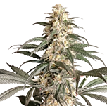 Super Sativa Seed Club - Black Lebanon (Feminized)