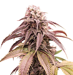 Super Sativa Seed Club - Strawberry Cookies (Feminzed)