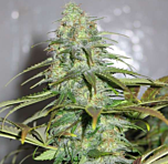 Dutch Passion - California Orange feminized cannabis seeds - 50% indica dominant marijuana strain, with low THC at 7.8% and a flowering time around 9 weeks