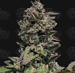 Terp Treez Co - Auto Forbidden Mints (Feminized)