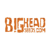 Big Head Seeds