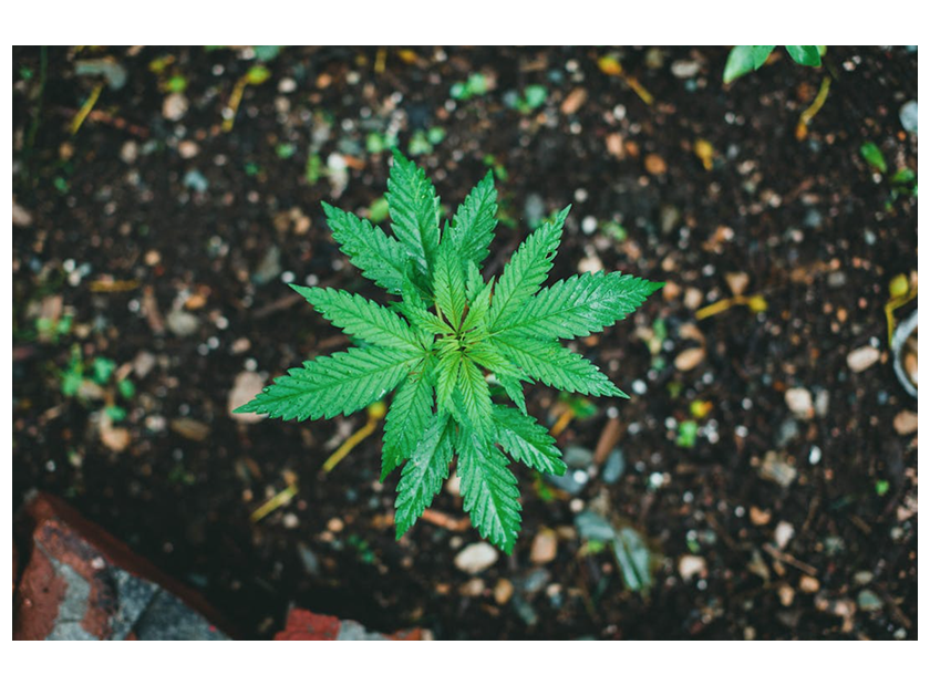 Medical Marijuana: An Imperfect Excuse to Attempt Legalization?