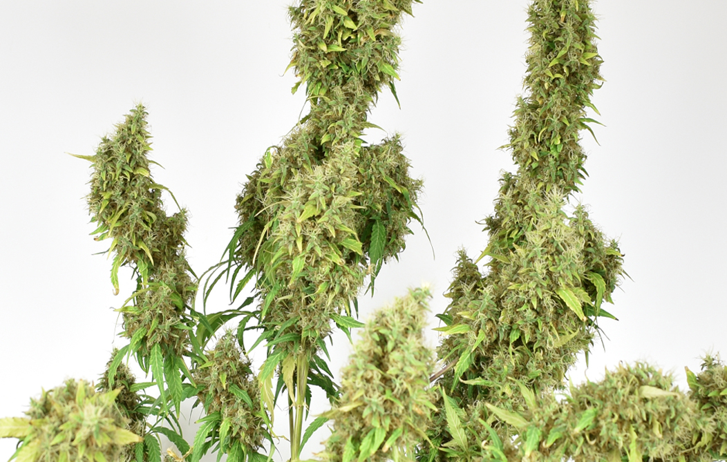 Beyond THC and CBD, How CBG and THCV are shaping the Future of Cannabis, By Tony, Dutch Passion