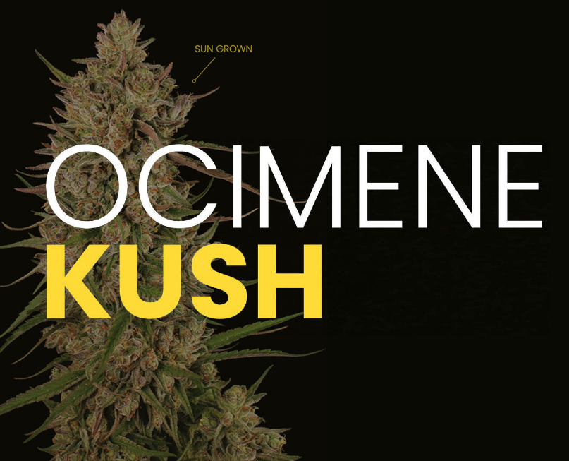 Strain Report, Ocimene Kush, By Mendo Dope