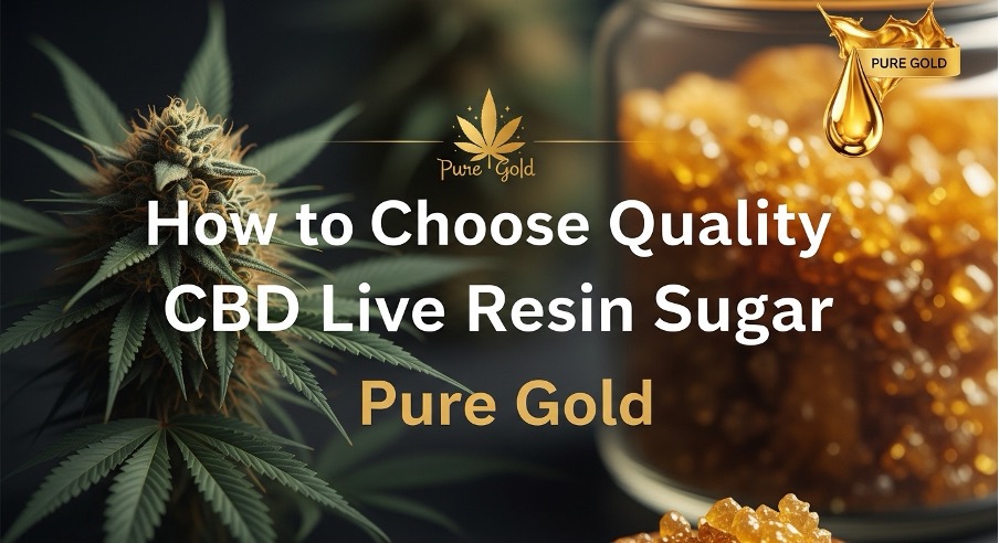 How to Choose Quality CBD Live Resin Sugar Pure Gold