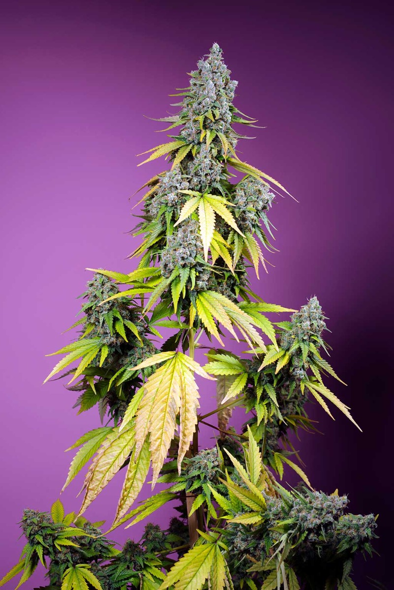 JET_FUEL_MANDARINE_XL_AUTO_SWS109