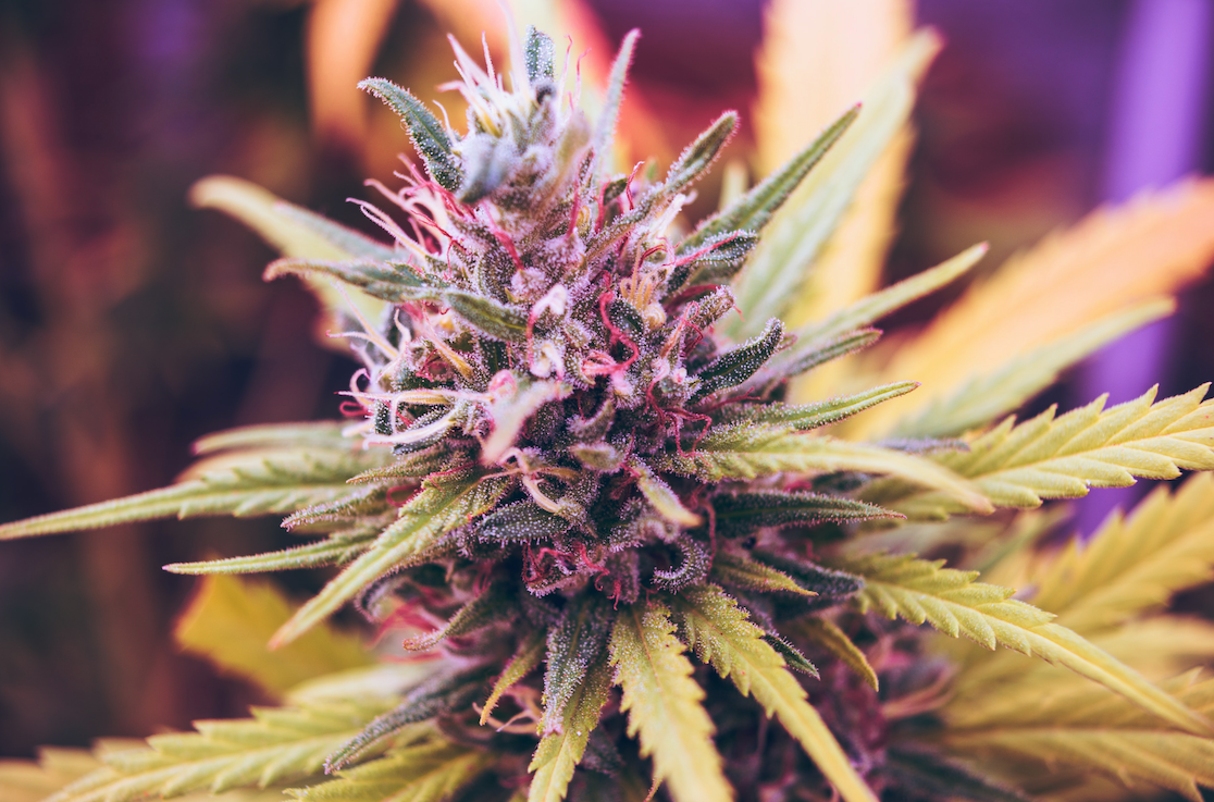 The Canna Resolution 2020, By Dee Mani-Mitchell