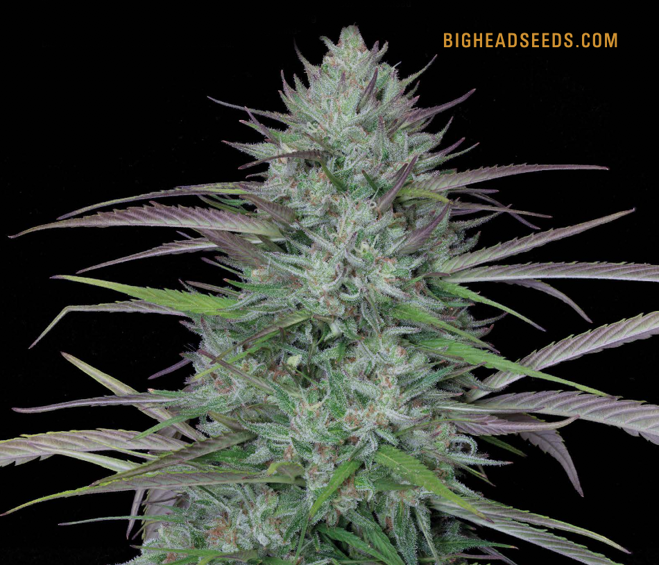 Strain Report, Gorilla Cookies, By Big Head Seeds