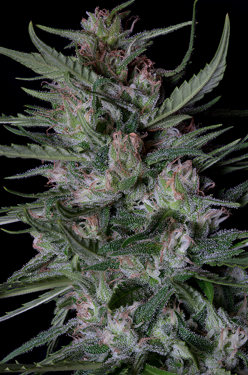 Strain Report, Dogstar Dawg Auto, By Big Head Seeds