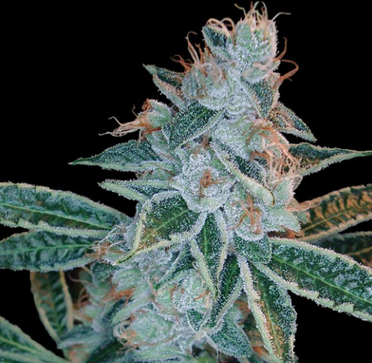 DNA Genetics - Lemon OG Kush (Feminized)