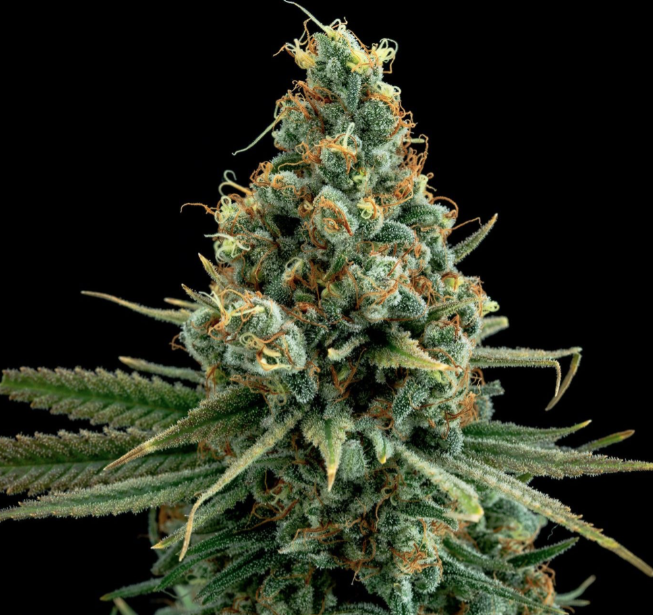 Elev8 Seeds - Sour Patch Kiss (Feminised)