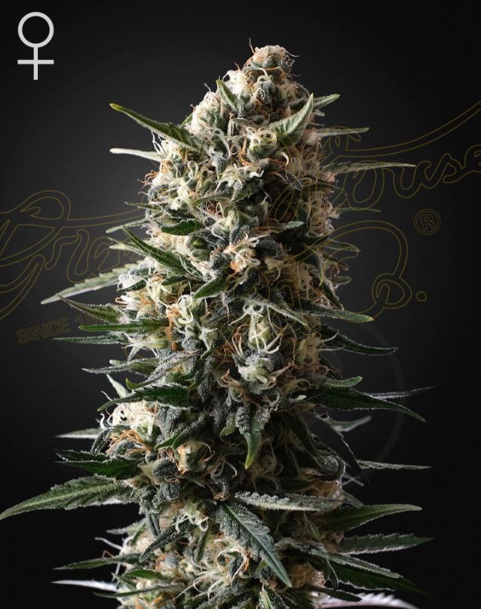 Green House Seeds - Bubba Slush (Feminized)