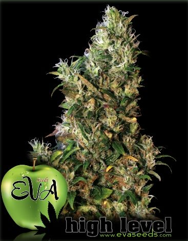EVA Female Seeds - High Level (Feminized)