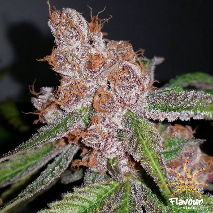 Flavour Chasers - Purple Urkle (Feminized)