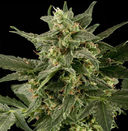 Black Skull Seeds - Auto Pineapple Gum (Feminized)