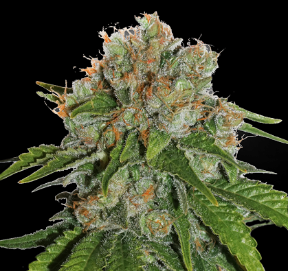 Seed Stockers - Amnesia (Feminized)