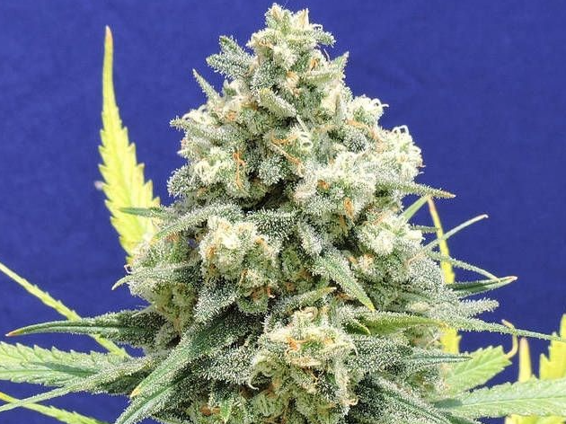 Original Sensible Seeds - White Critical (Feminized)
