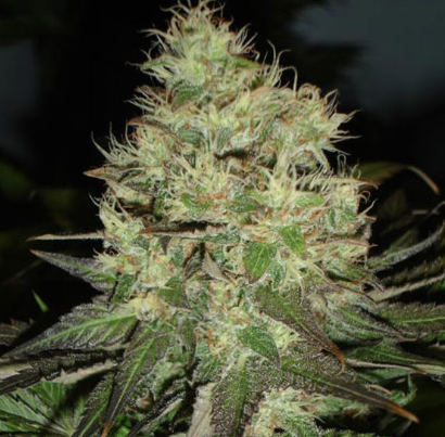 Black Skull Seeds - Jack Herer (Feminized)