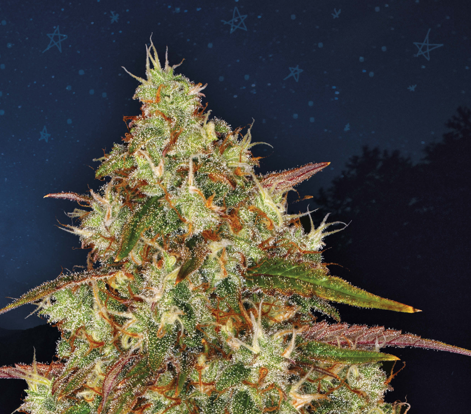 Feeling Free and Soaring High: A Mental Rocket Launch, Liberty Haze - By Barney's Farm