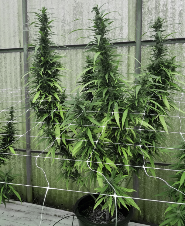 Emerald Triangle Seeds - Leviathan CBG Feminized