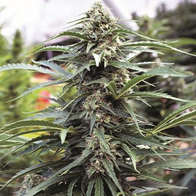 Kush Cannabis Seeds - OG Kush (Regular)